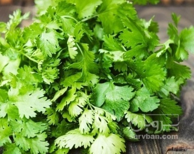 فروش گشنیز تازه