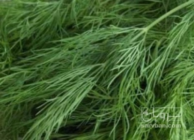 فروش شوید تازه