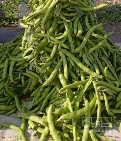 فروش باقلا تازه نوبرانه