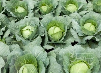 فروش کلم برگی سفید