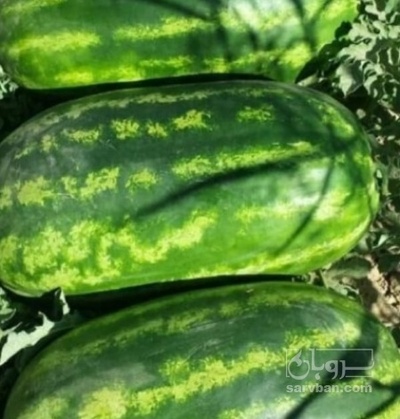 فروش هندوانه بیضی