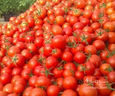 فروش گوجه فرنگی برناتا