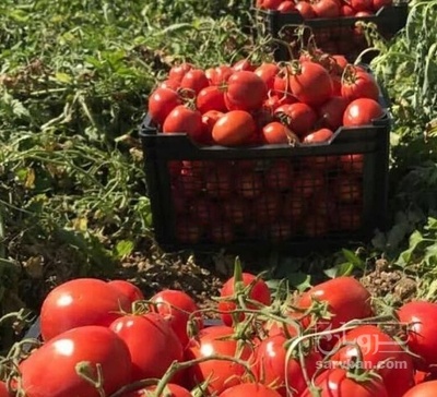 فروش گوجه فرنگی8320