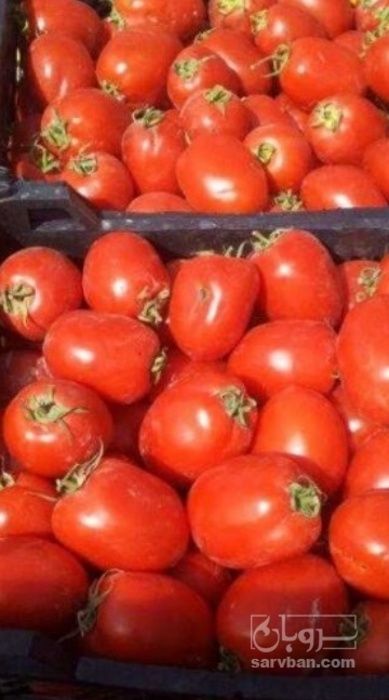 فروش گوجه فرنگی متین