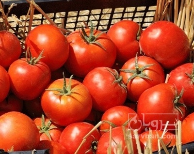 فروش گوجه فرنگی