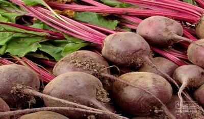 فروش چغندر لبو