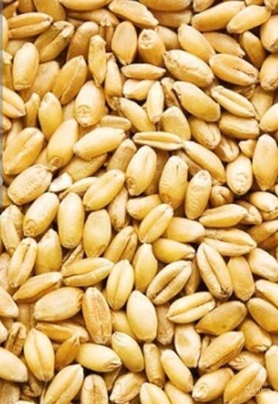 فروش گندم