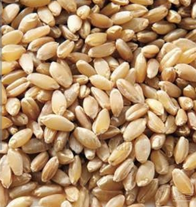فروش گندم