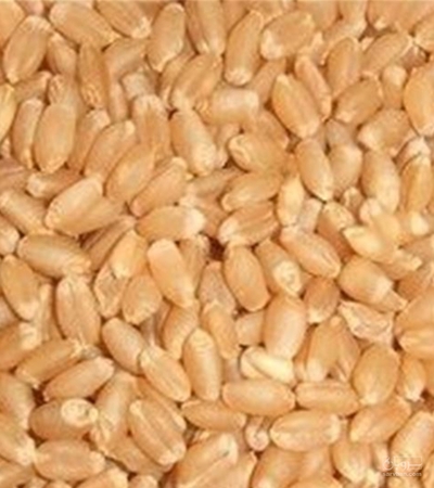 فروش گندم