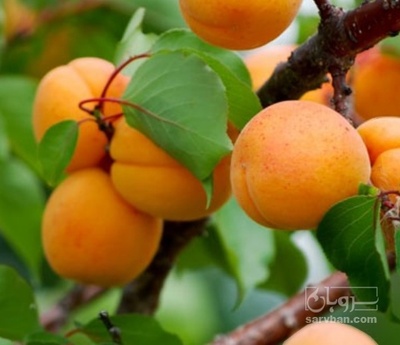 فروش زردآلو