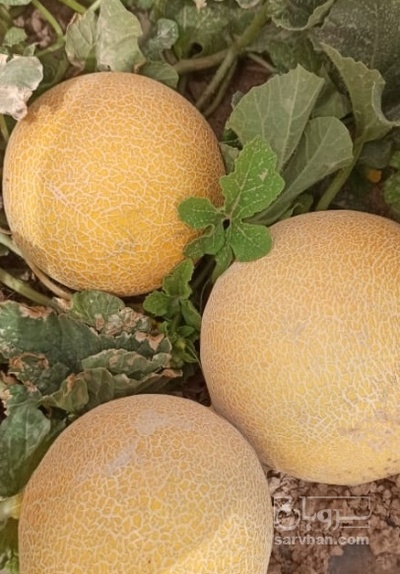 فروش ملون نوبرانه