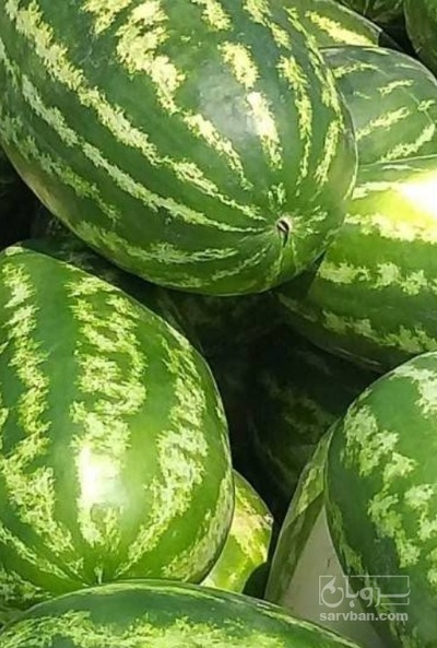 فروش هندوانه بیضی