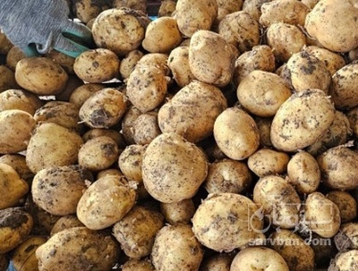 فروش سیب زمینی جلی