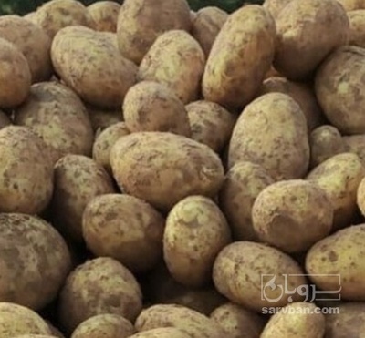 فروش سیب زمینی بامبا