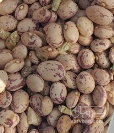 فروش لوبیا چیتی