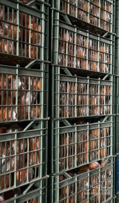 فروش پرتقال