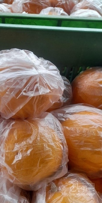 فروش پرتقال خونی