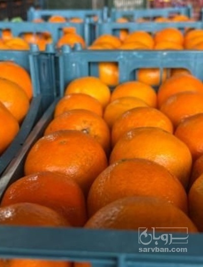 فروش پرتقال تامسون