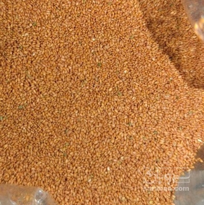 فروش خاکشیر (گیاه‌ دارویی)