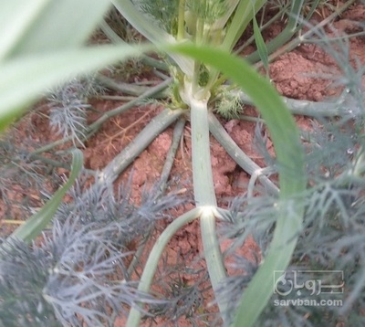 فروش شوید تازه نیم هکتار