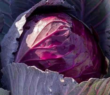 فروش کلم برگی بنفش