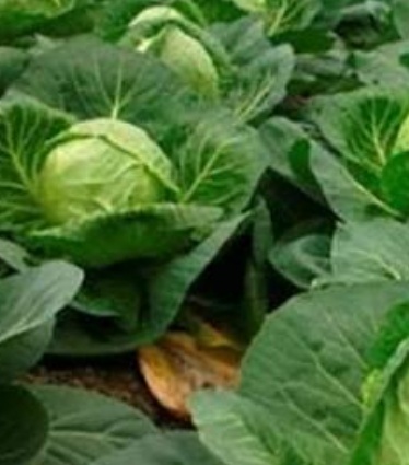 فروش کلم برگی سفید