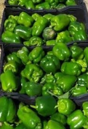 فروش فلفل دلمه ای