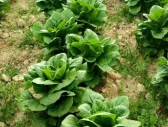 فروش کاهو ایرانی - رومانو