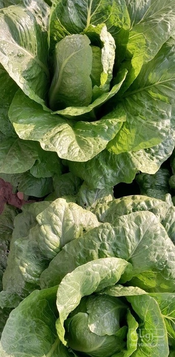 فروش کاهو ایرانی - رومانو