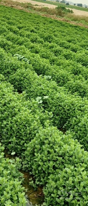 فروش نعناع هکتاری
