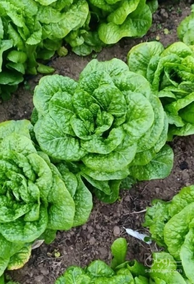 فروش هکتاری  کاهو ایرانی - رومانو