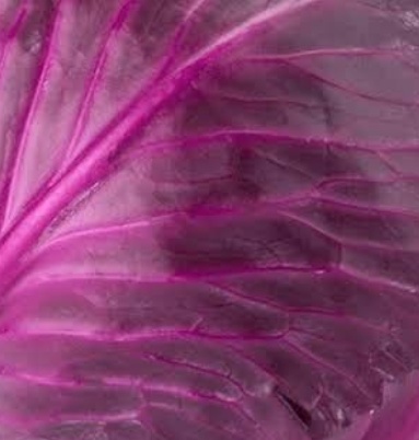 فروش کلم برگی بنفش