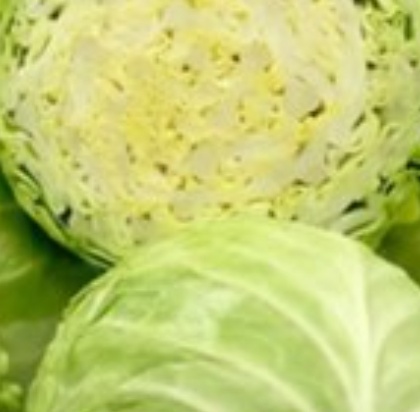 فروش کلم برگی