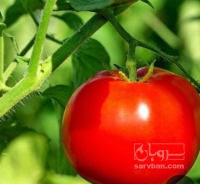 فروش گوجه فرنگی