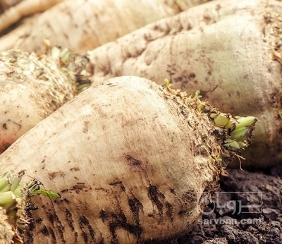 فروش چغندر قند