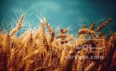 فروش گندم