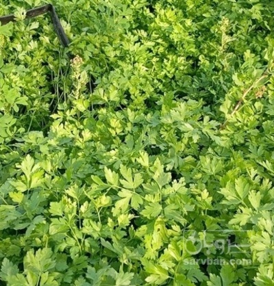 فروش جعفری تازه