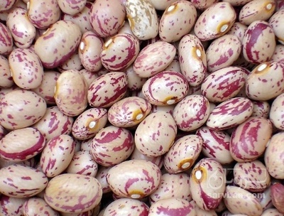 فروش لوبیا چیتی