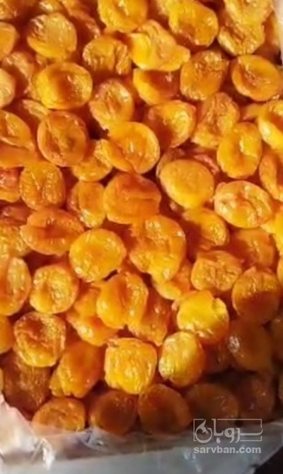 فروش برگه قیسی