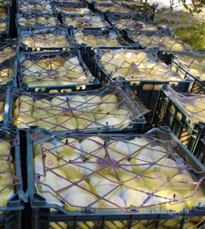 فروش سیب زرد