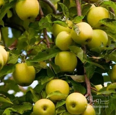 فروش سیب زرد