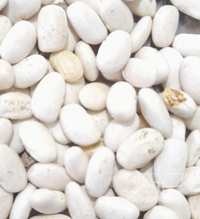 فروش لوبیا سفید