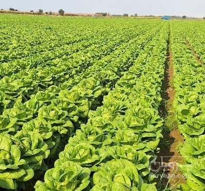 فروش کاهو ایرانی - رومانو