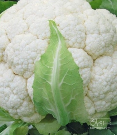 فروش گل کلم