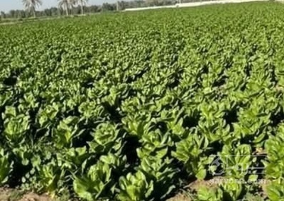 فروش کاهو ایرانی - رومانو