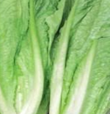 فروش کاهو ایرانی - رومانو