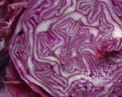 فروش کلم برگی بنفش