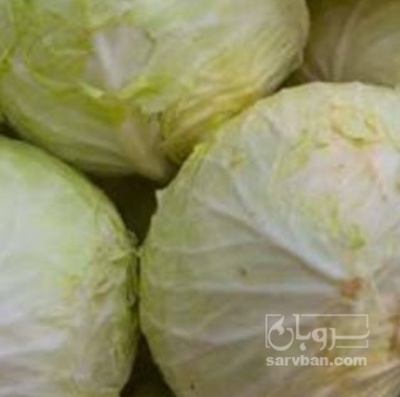 فروش کلم برگی سفید