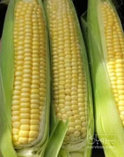 فروش ذرت مکزیکی