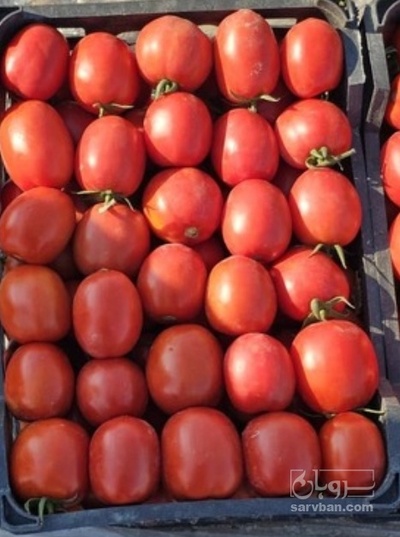 فروش گوجه فرنگی